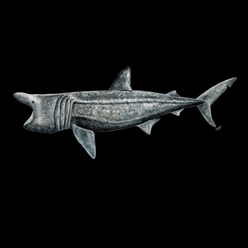 Pilgrim shark - Basking shark - Requin pelerin