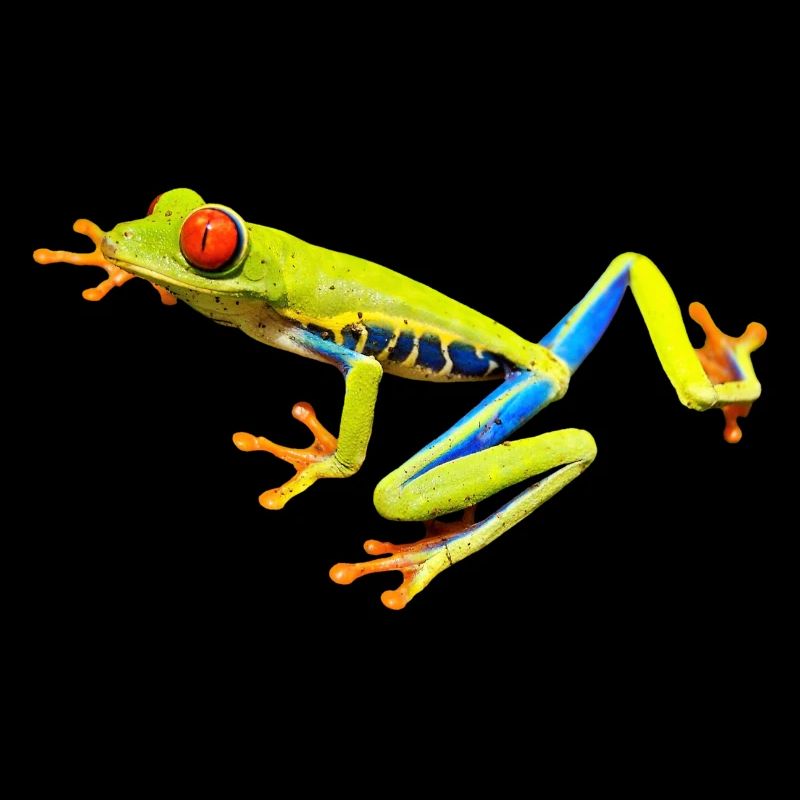red eye frog frog