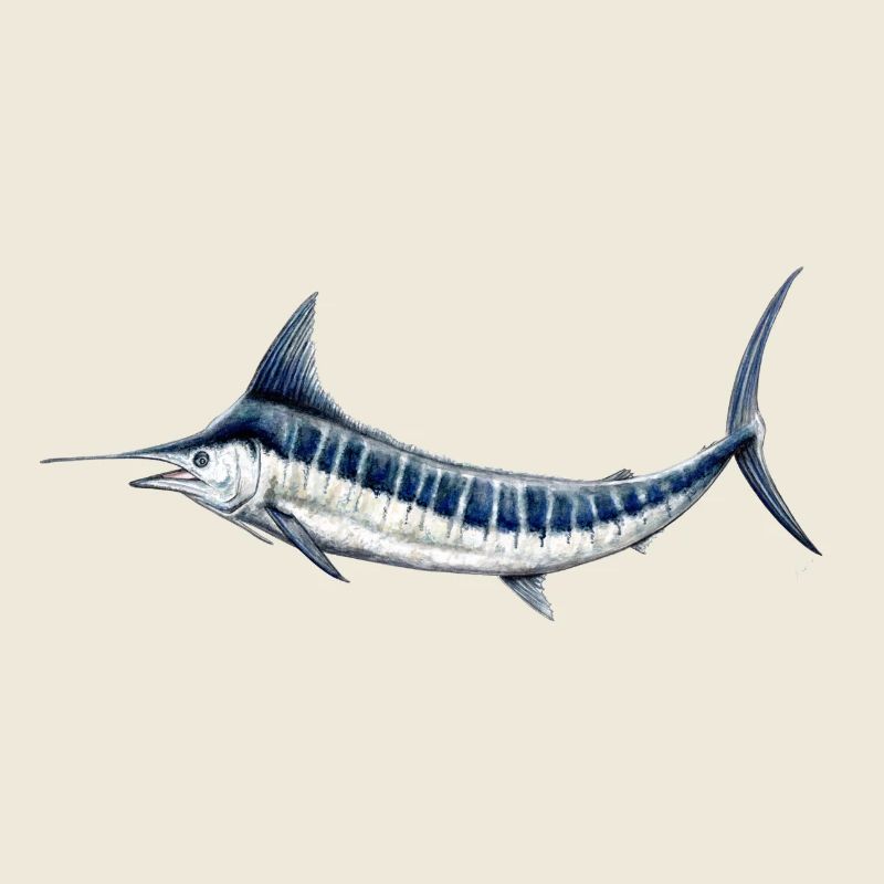 Blue Marlin - Blauer Marlin - Espadon - Fisch