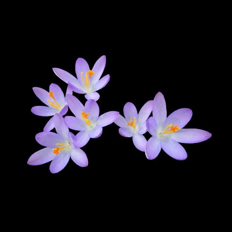 Purple spring flowers (crocus)