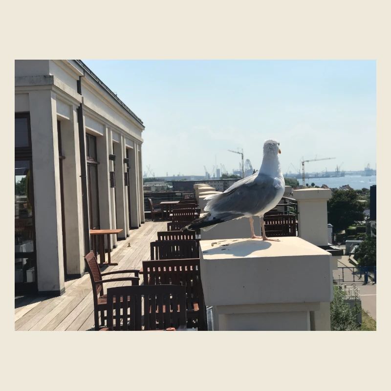 Möwenblick am Hafen Dachterrasse