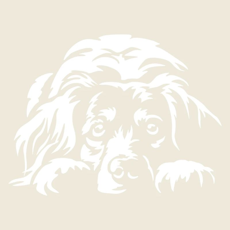 Kooikerhondje "Black Edition"