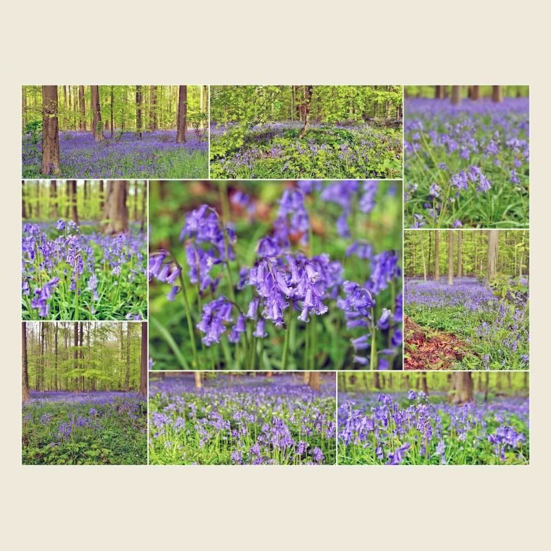 Foret violette collage jacinthe sauvage