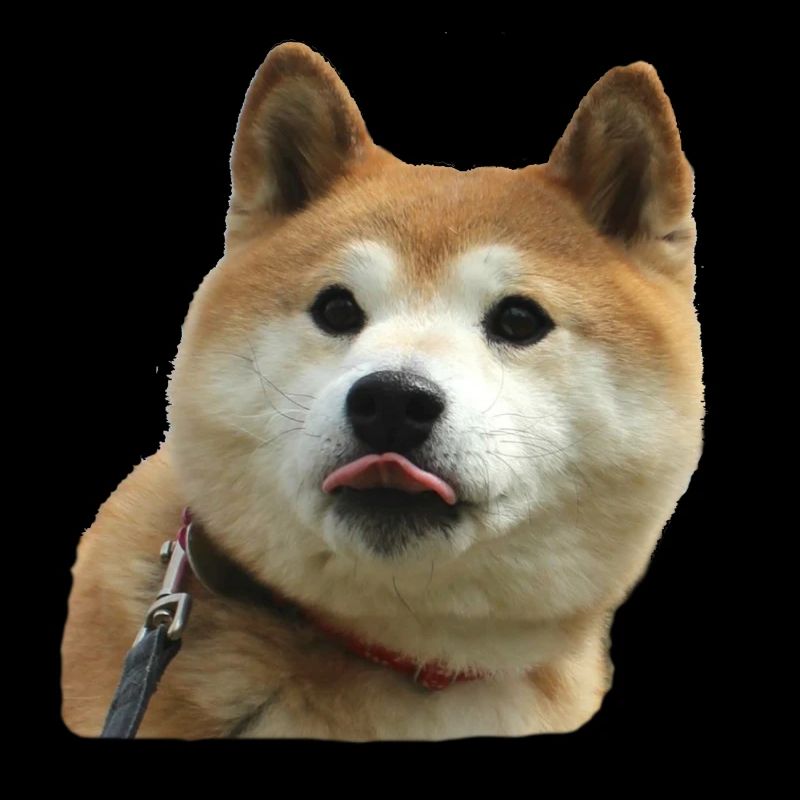 Motif de chien frais Doge
