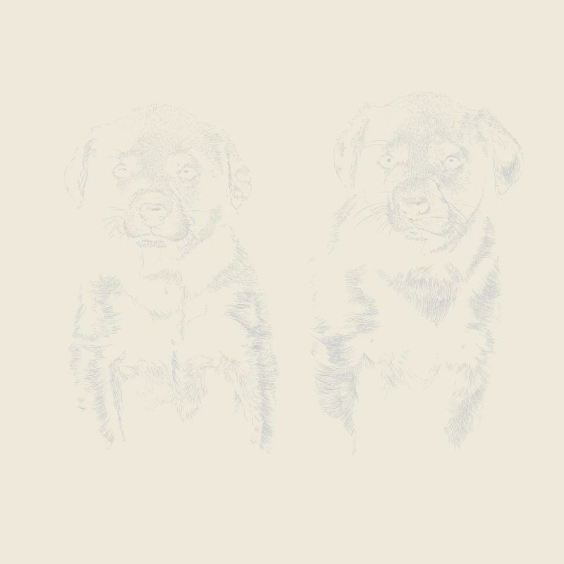 Chiots