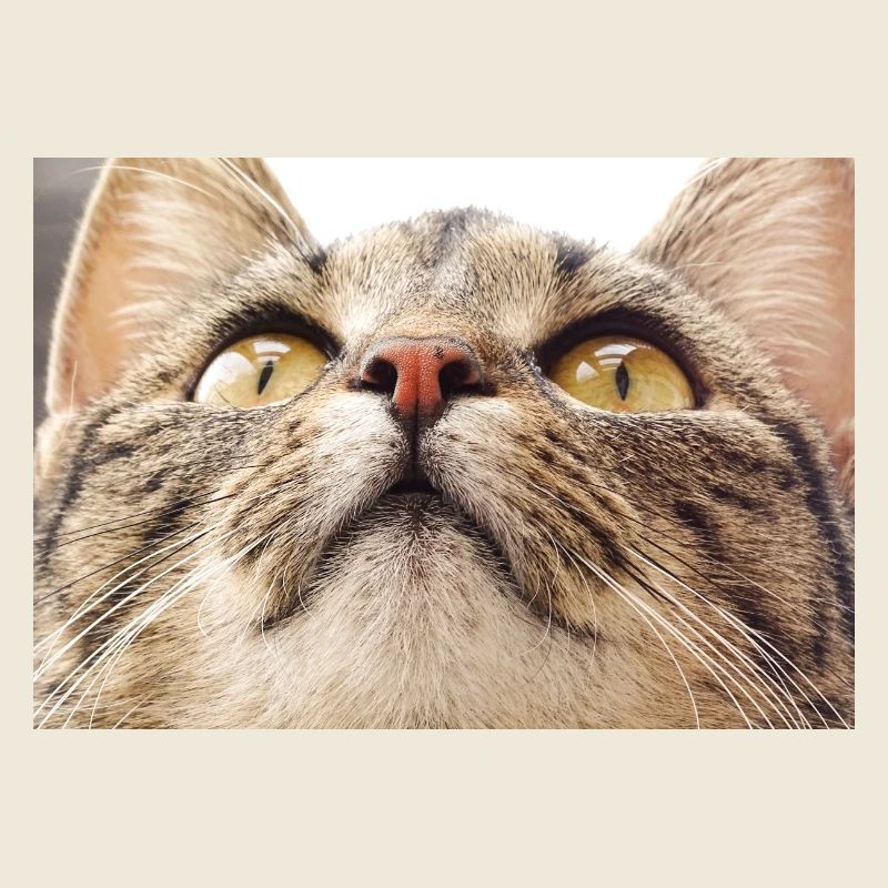 Visage de chat Minka