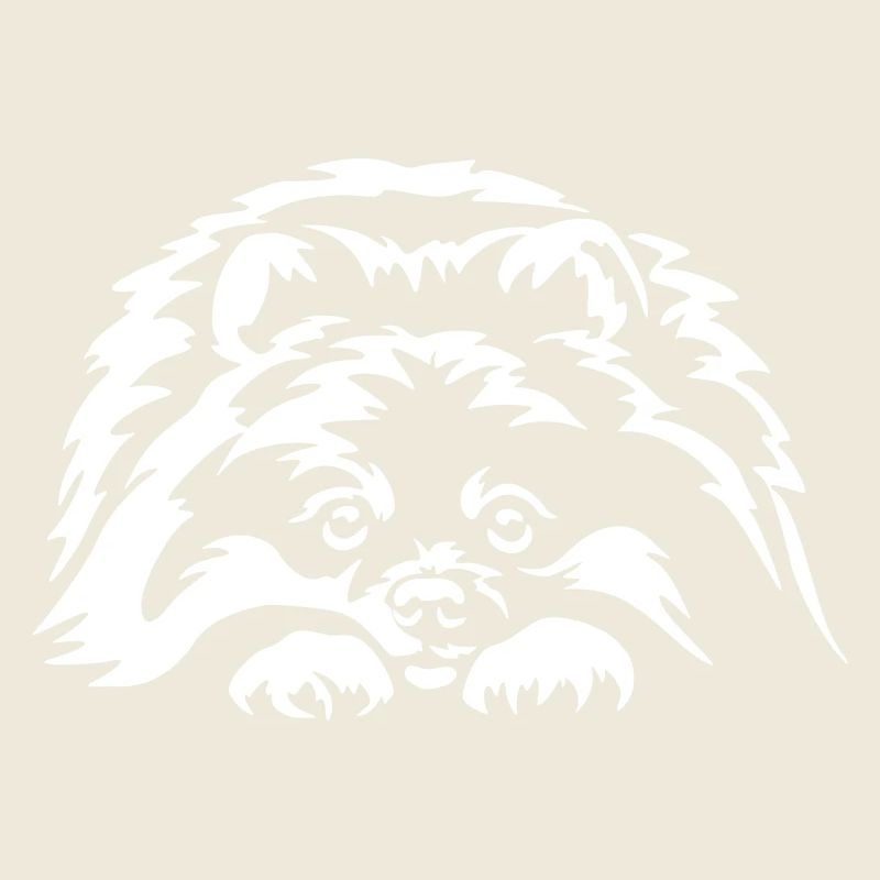 Pomeranian "Black Edition"