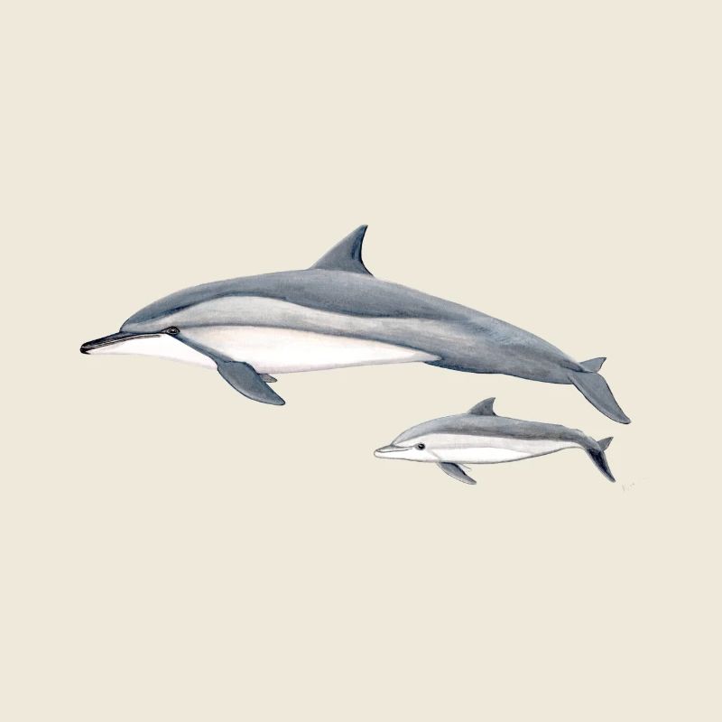 Dolphin acrobat - Long-beaked dolphin - Dauphin