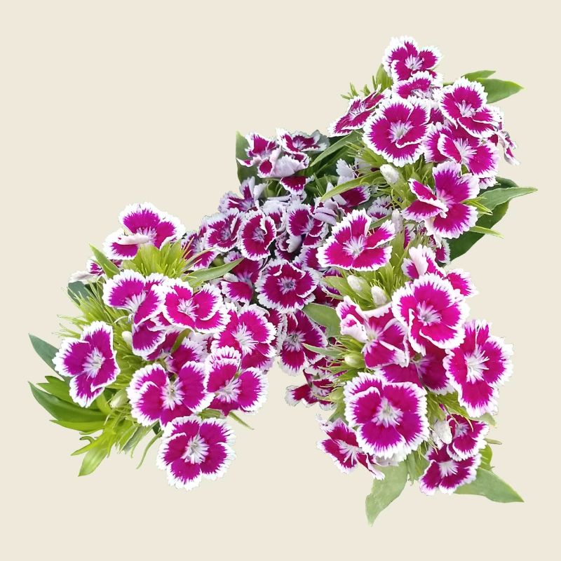 Poésie de l’œillet – focus sur les fleurs du jardin