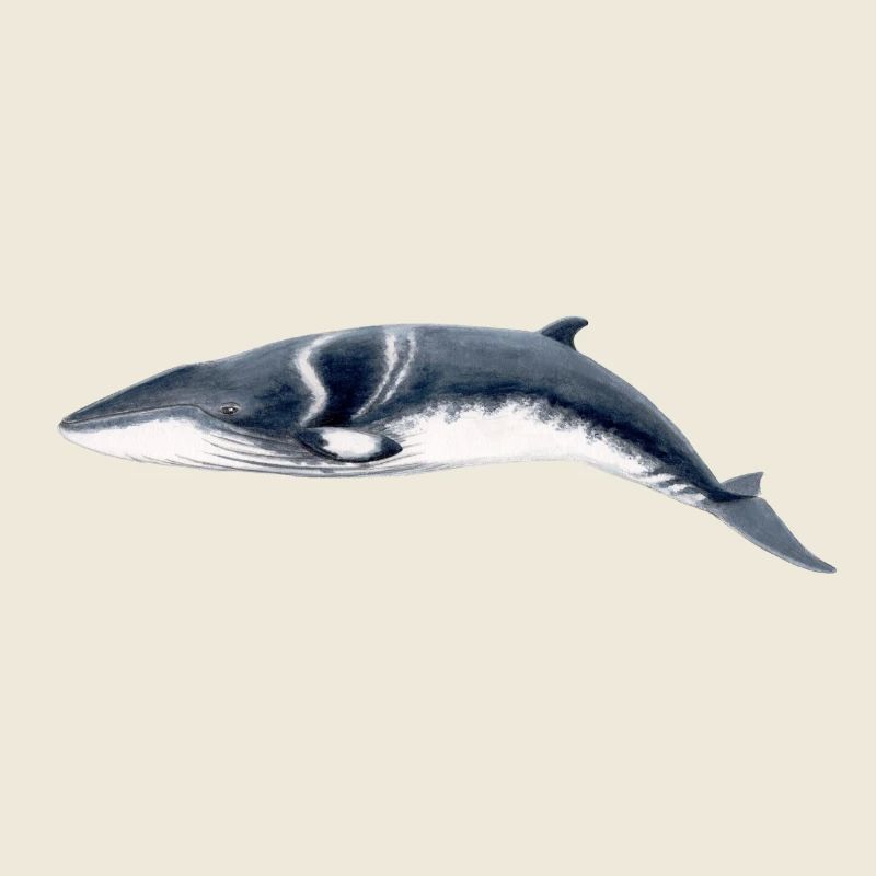 Minke whale - Petit rorqual - Minke whale
