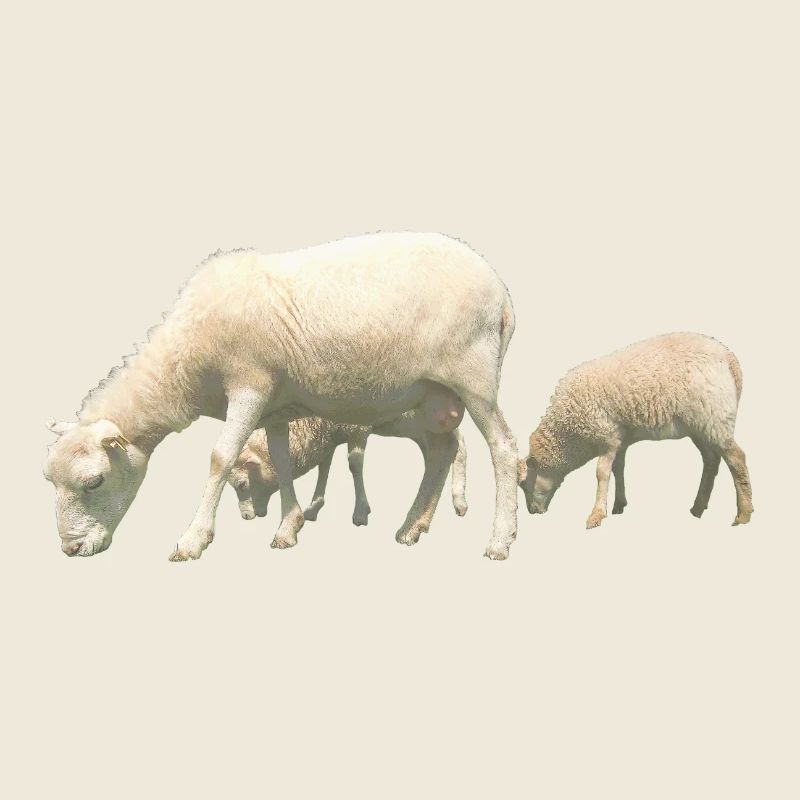sheep