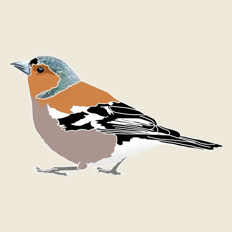 Chaffinch Illustration – Native Birds