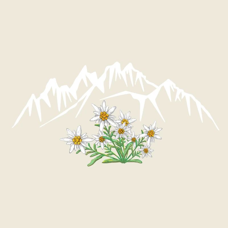 Alpen Edelweiss devant le groupe de montagnes