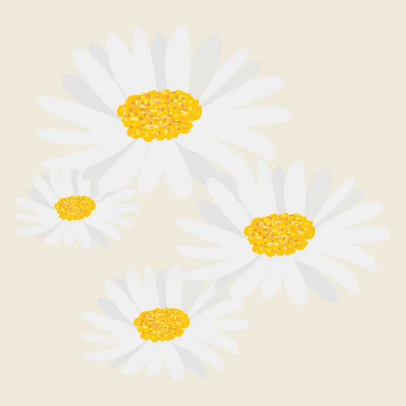 Marguerites de fleurs