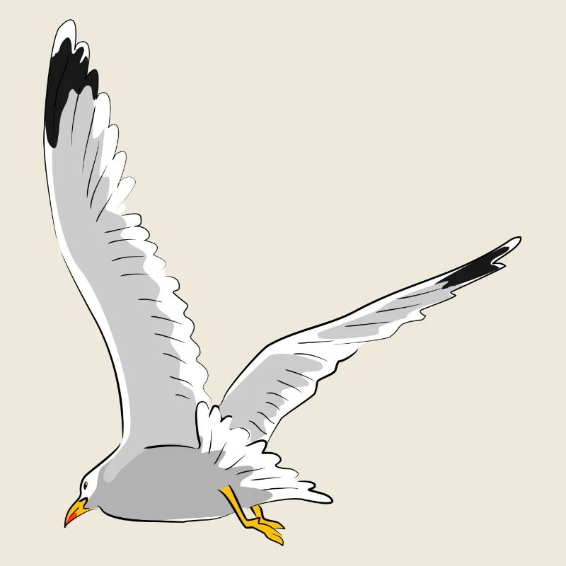 Mouette en vol