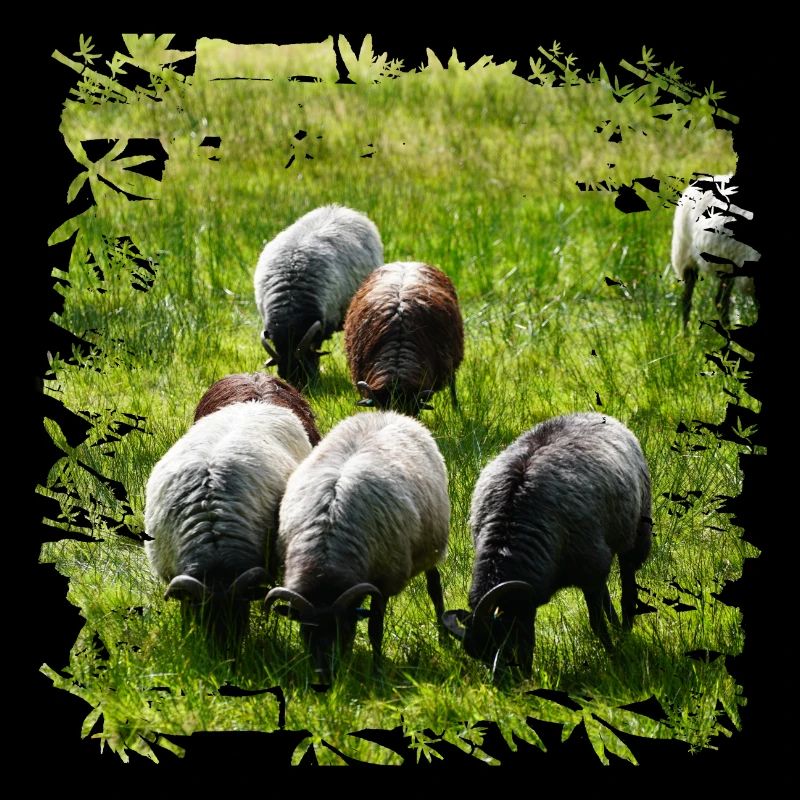 Heidschnucken sind eine alte Landschafrasse