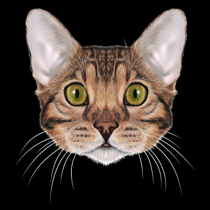 Bengal cat