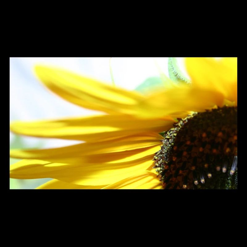 Sonnenblume