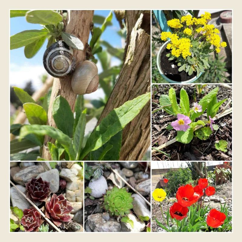 Diverses plantes de jardin et escargots
