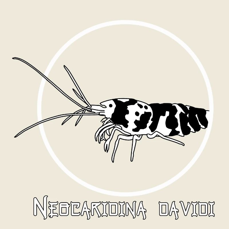 Neocaridina davidi (shrimp)