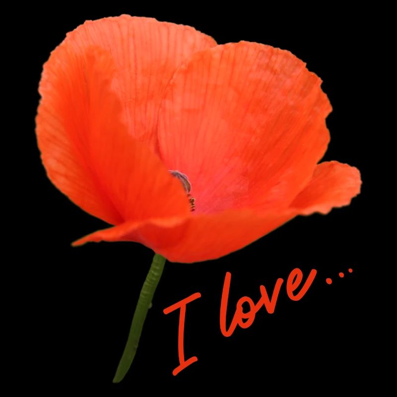 Mohn I love Mohnblume