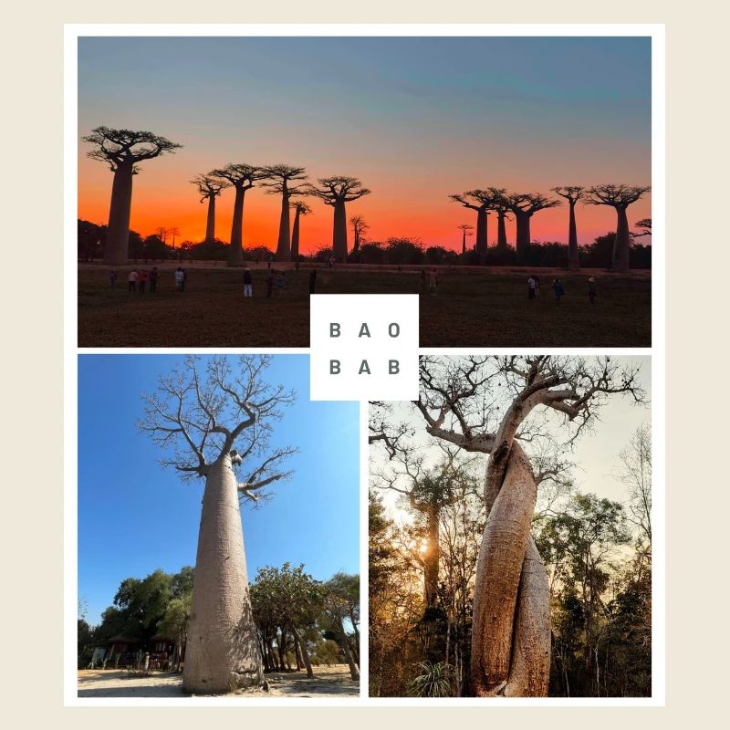 Baobab de Madagascar