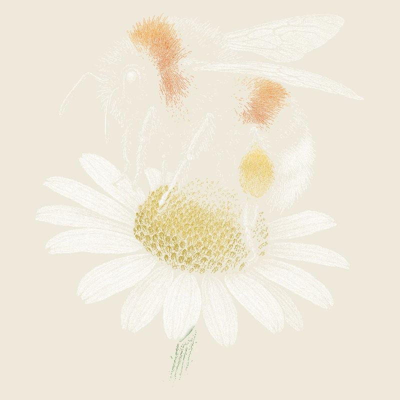 Hummel