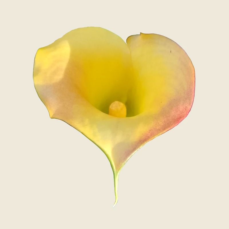 LYS CALLA JAUNE