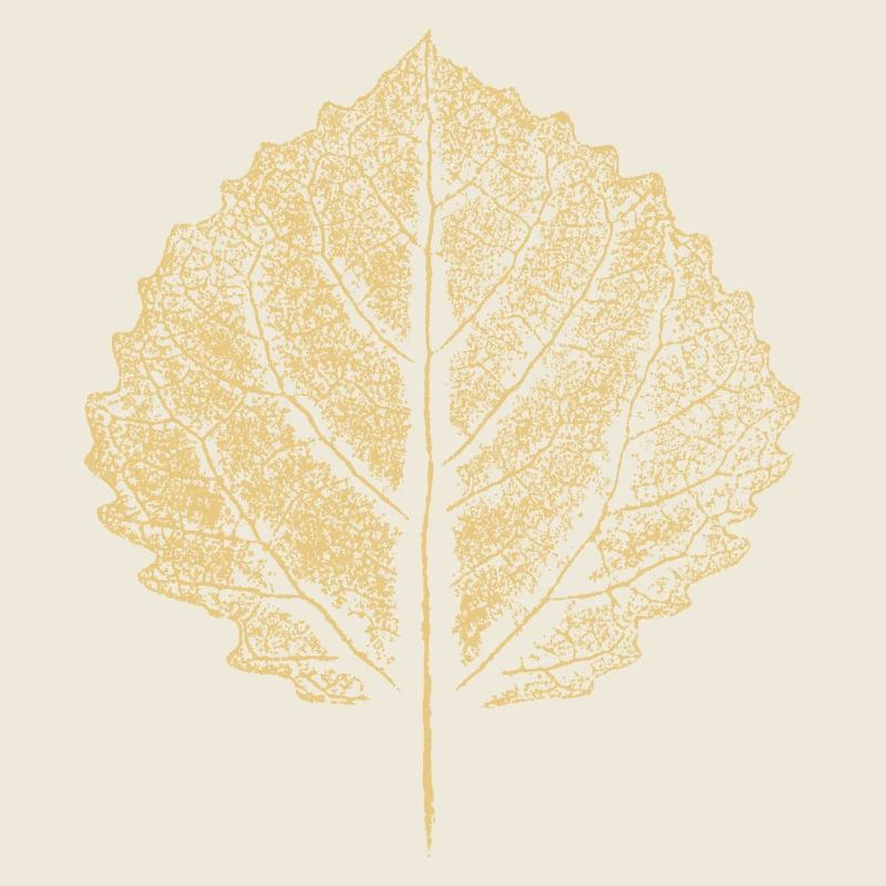 Birch Leaf - Birch Leaf - Nature & Botany