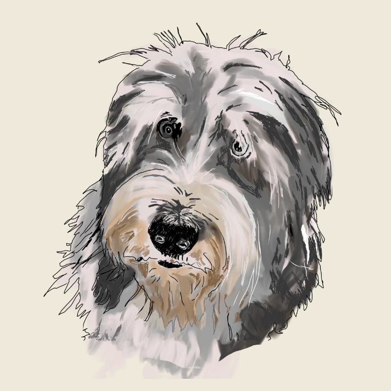 Collie barbu