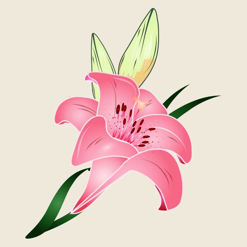 pink lily bloom with two buds