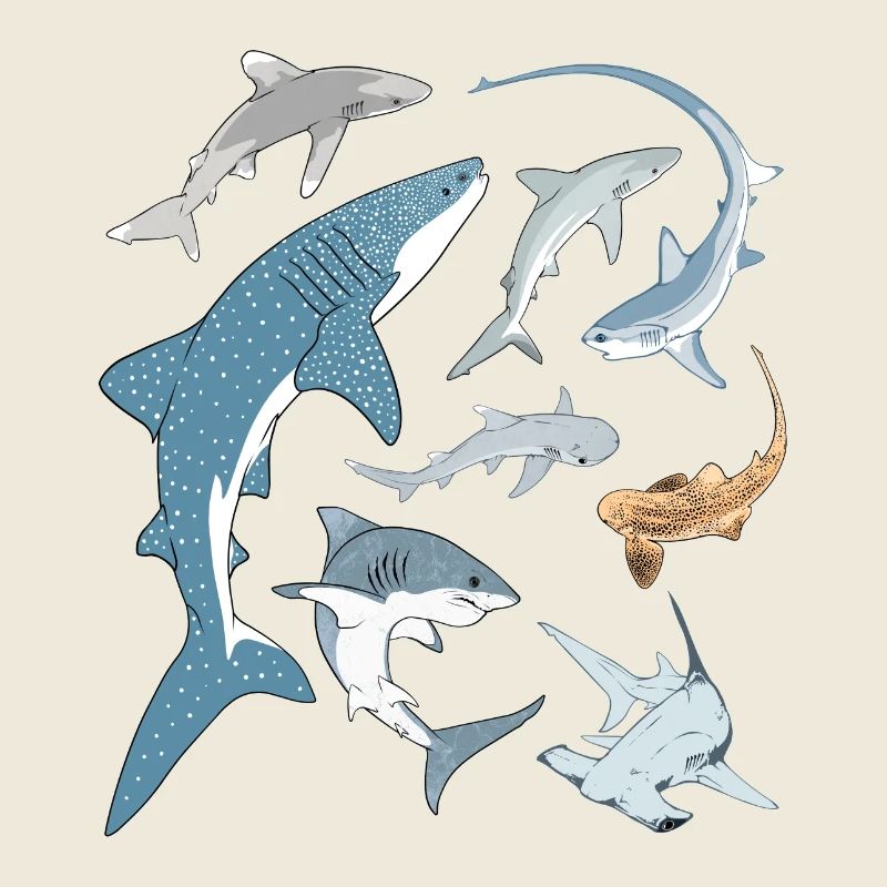 Types de requins Espèces de requins