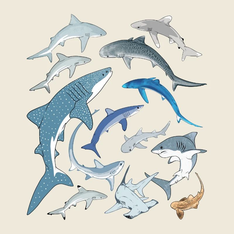 Tigerhai Blauhai Walhai Haiarten