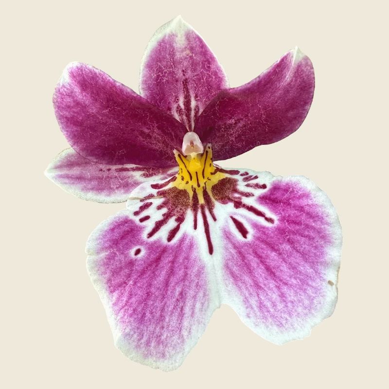 Purpurne Orchideenpracht