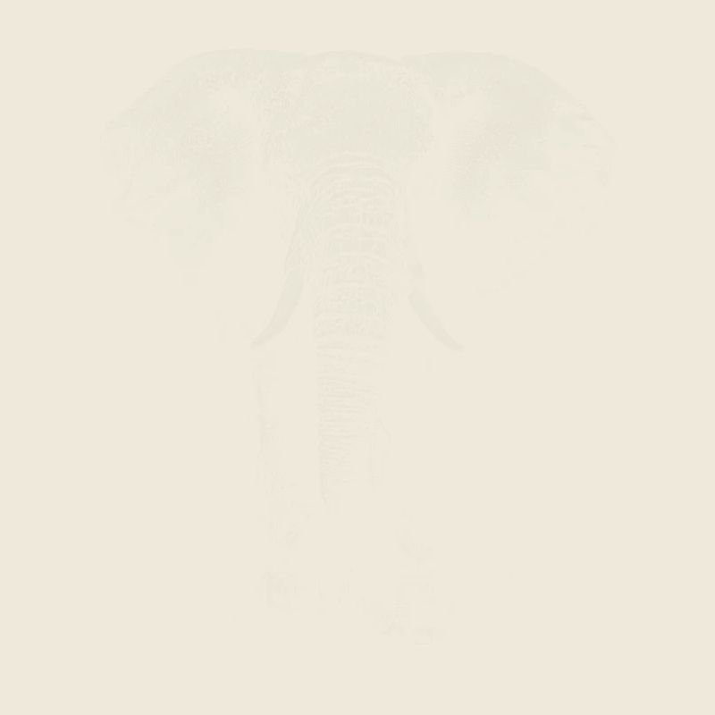 Elefant