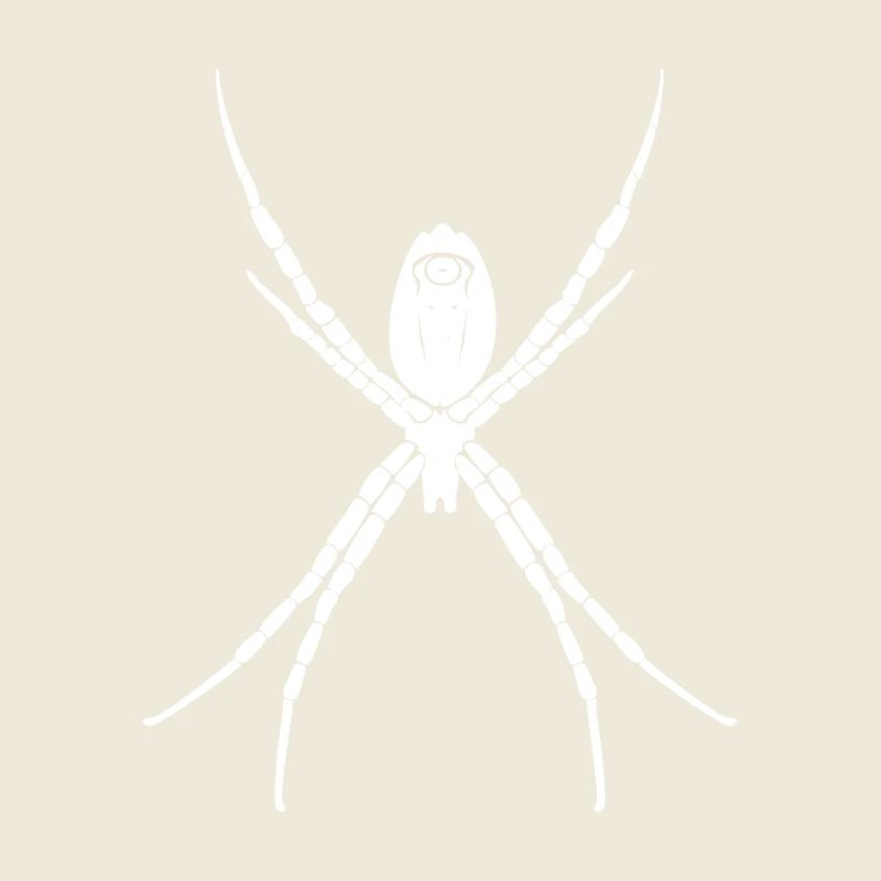 spinne