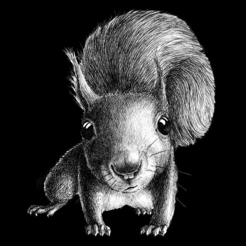 Eichhörnchen