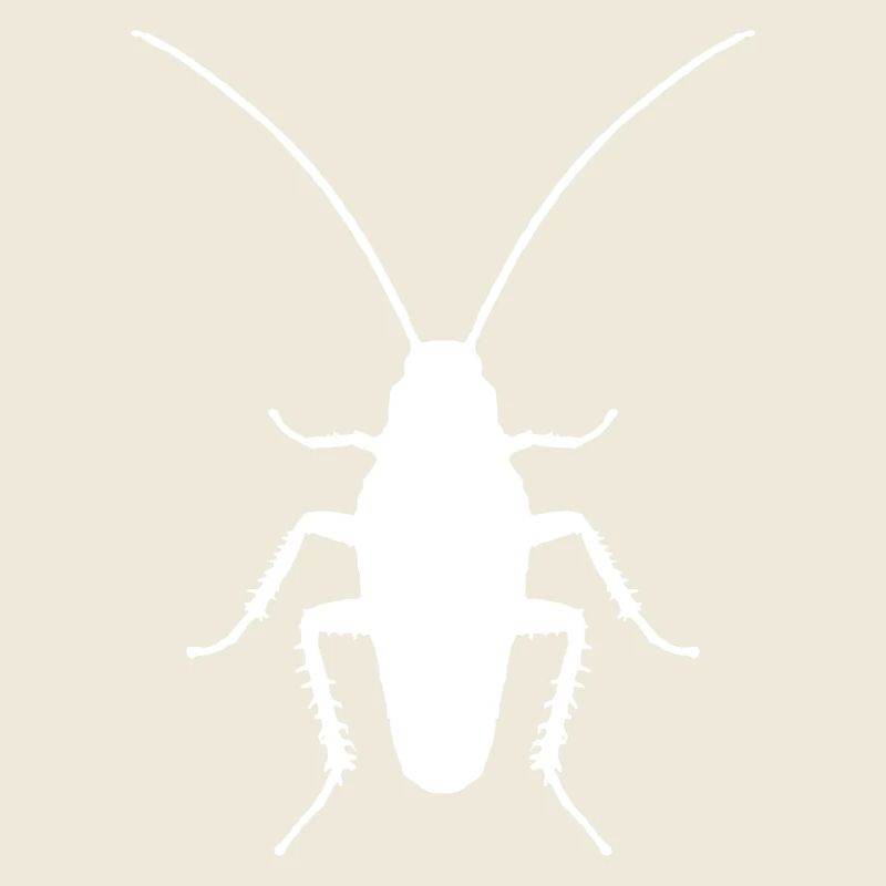 Cockroach insect entomologist