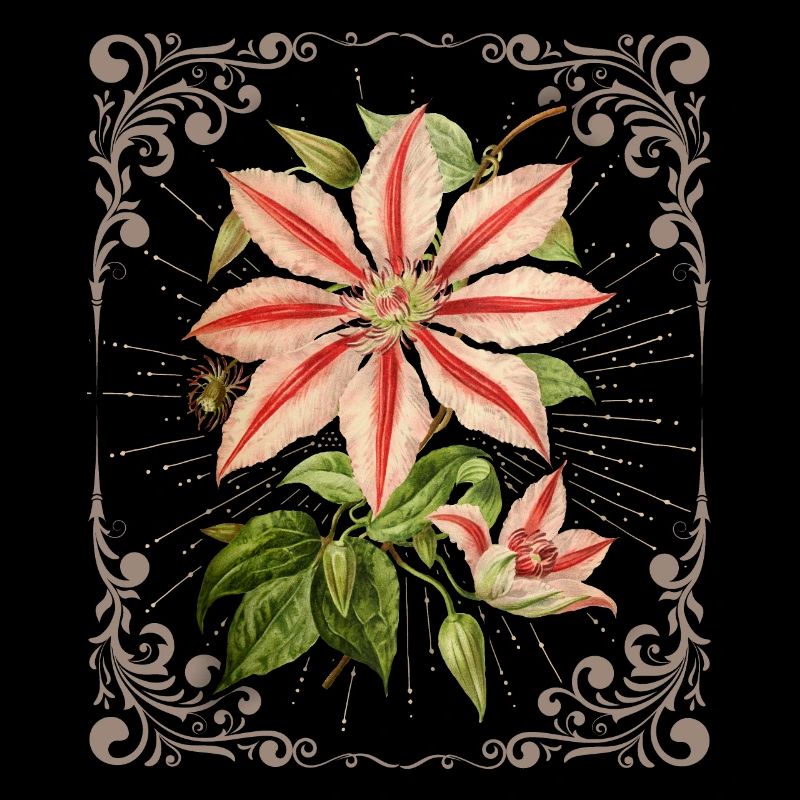 Clematis Illustration, Vintage Botanical