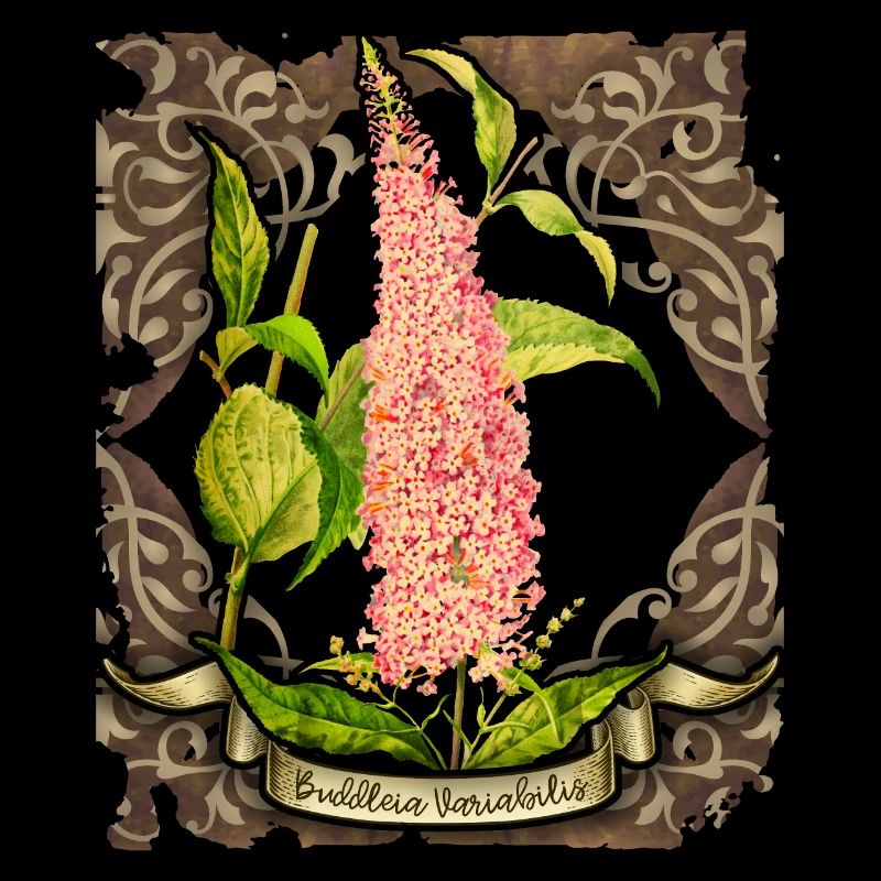 Old botanical illustration butterfly lilac