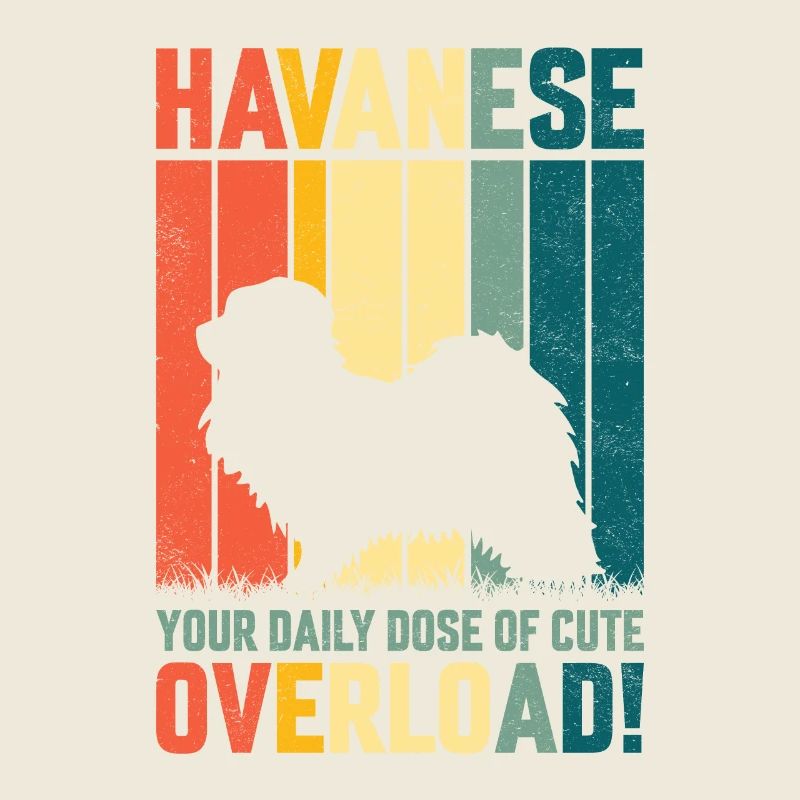 Havanese your daily dose of cute overload