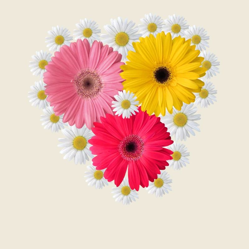 Gerbera Blüte Margeriten blumig Blumenmuster