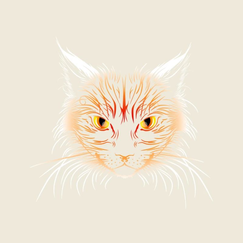 Tête de chat orange