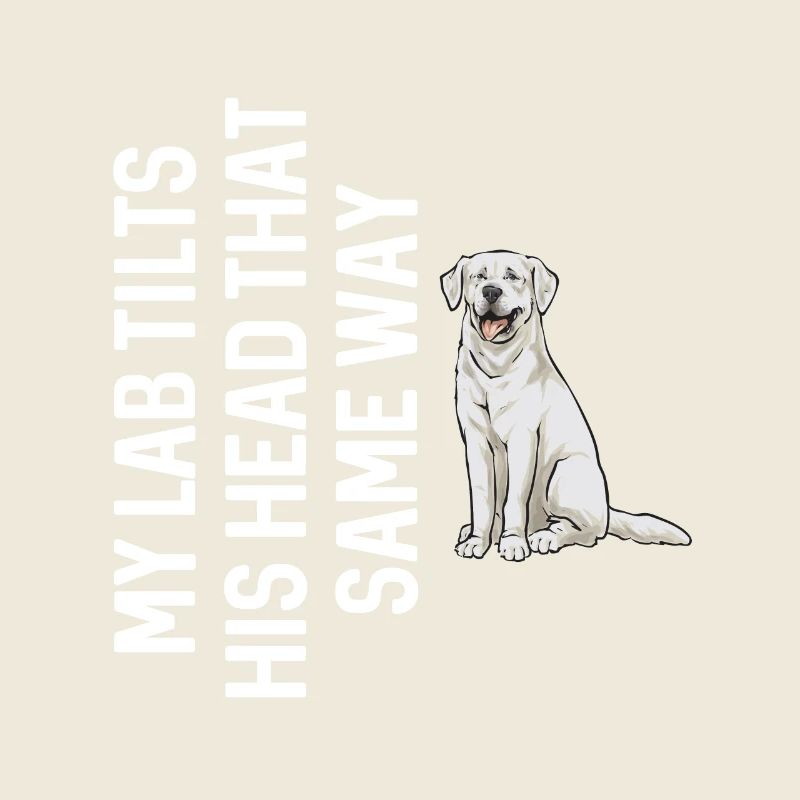 Labrador Retriever blanc Labrador Labrador blanc