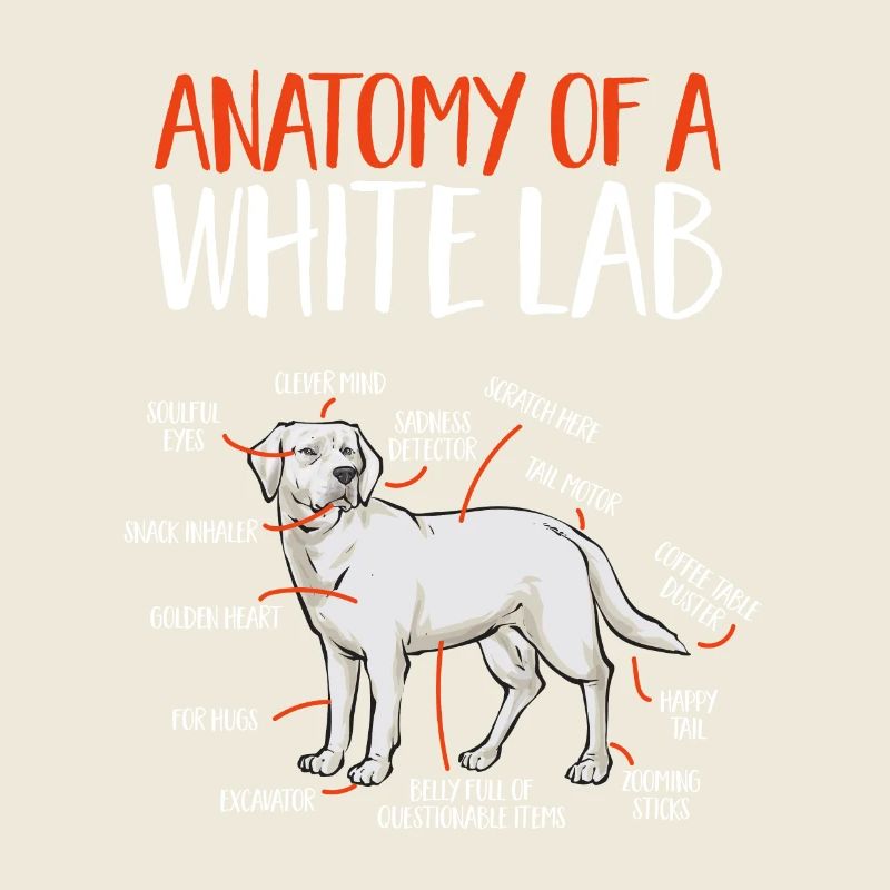 Labrador Retriever blanc Labrador Labrador blanc