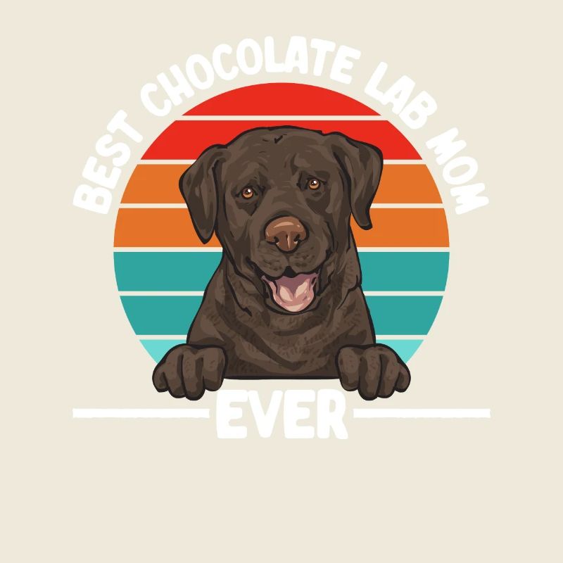 Chien Labrador Retriever brun chocolat