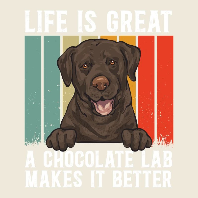 Chien Labrador Retriever brun chocolat