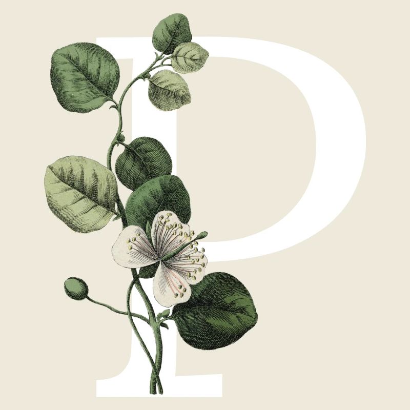 lettre p botanique vert