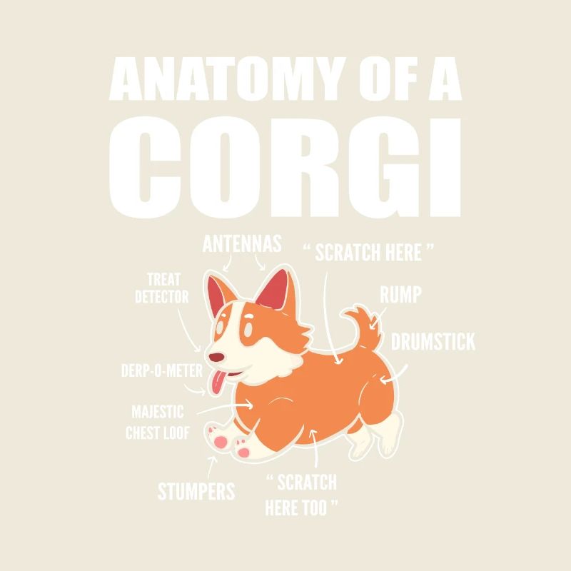 Anatomie du corgi