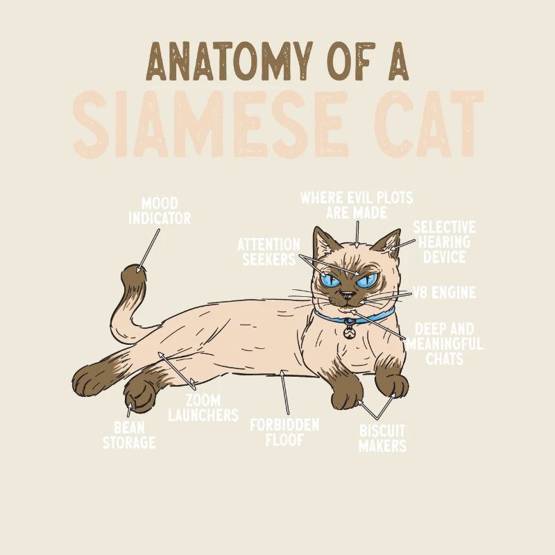 Siamkatze Katze Siamese